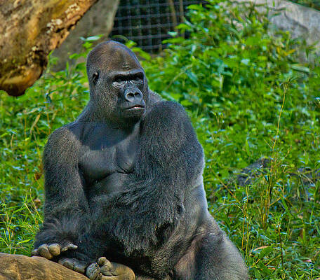 Nature Wall Art featuring the photograph Silverback Gorilla by Jonny D