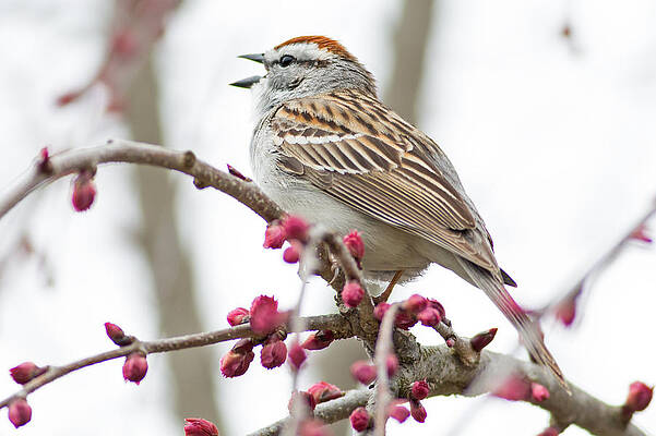 Wisconsin Photograph - Singing Sparrow In Arboretum by Natural Focal Point Photography