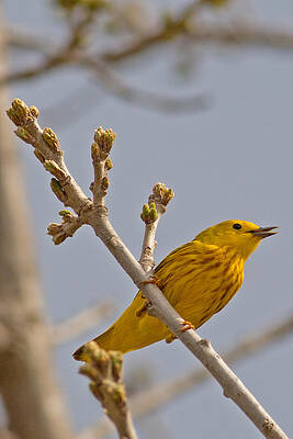 Marsh Photograph - Singing Yellow Warbler by Natural Focal Point Photography