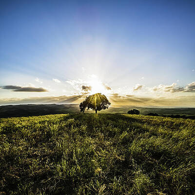Wall Art featuring the photograph Single Tree On The Tuscan Hills by Deimagine