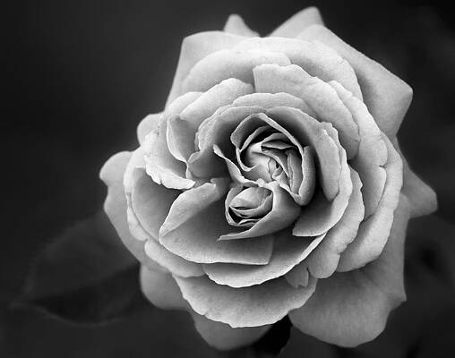 Summer Photograph - Single White Rose by Susan Candelario