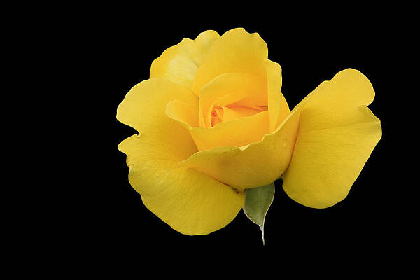 Flower Wall Art featuring the photograph Single Yellow Rose by Sue Leonard