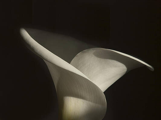Graceful White Lily Wall Art