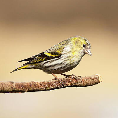 Bird Wall Art featuring the photograph Siskin by Grant Glendinning