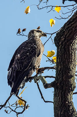 Bird Wall Art featuring the photograph Sitting In The Sun by Gary Wightman