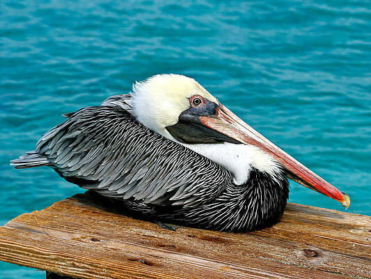 Wild Wall Art featuring the photograph Sitting Pelican by Jean Noren