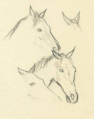 Wall Art featuring the digital art Sketch Of A Horse Head by Carl Oscar August Erickson