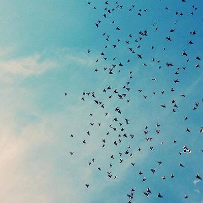 Flock of Birds in Clear Sky Wall Art
