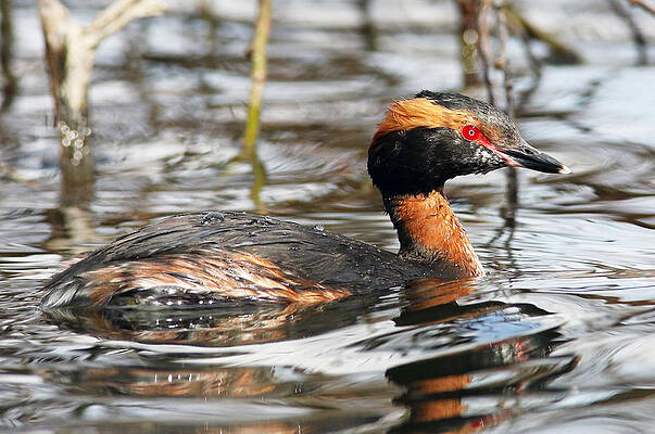 Bird Wall Art featuring the photograph Slavonian Grebe by Grant Glendinning