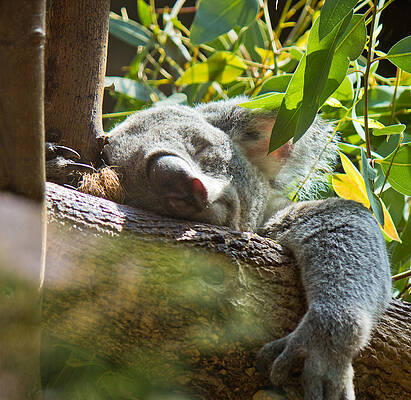 Wildlife Wall Art featuring the photograph Sleeping Koala by Jonny D