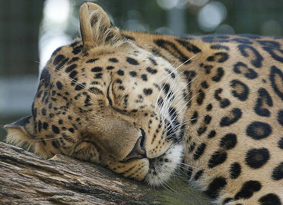 Leopard Resting Peacefully Photograph