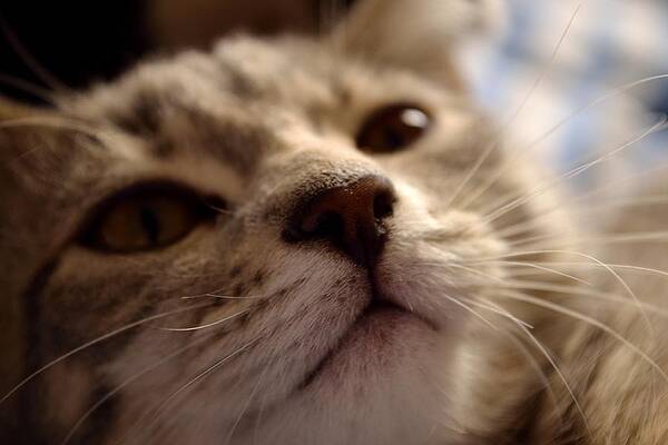 Photograph - Sleepy Kitten by Scott Lyons