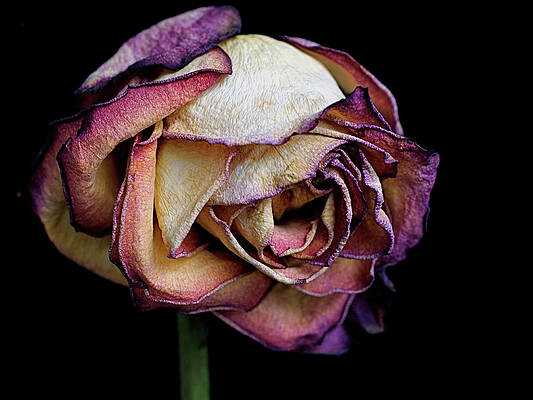 Wall Art featuring the photograph Slow Fade by Rona Black