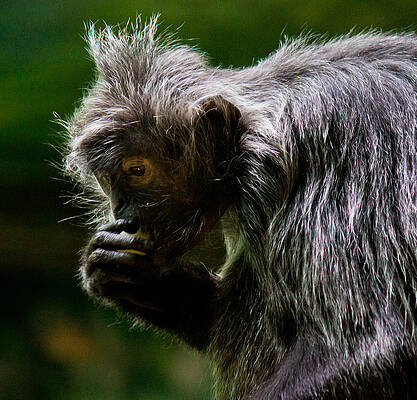 Wildlife Wall Art featuring the photograph Small Monkey Eating by Jonny D