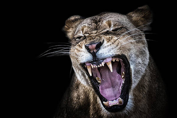 Wall Art featuring the photograph Smile by Ghostwinds Photography