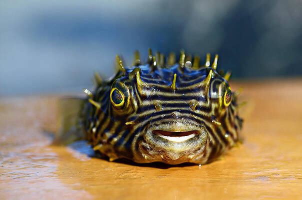 Happy Wall Art featuring the photograph Smiley by Laura Fasulo