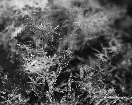 Wall Art featuring the photograph Snow Constellation by Rona Black