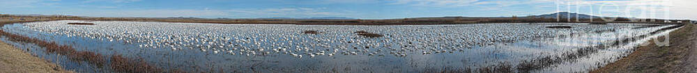 Wildlife Photograph - Snow Geese Bosque by Steven Ralser