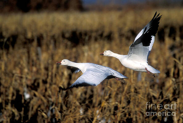 Wildlife Photograph - Snow Geese by Steven Ralser