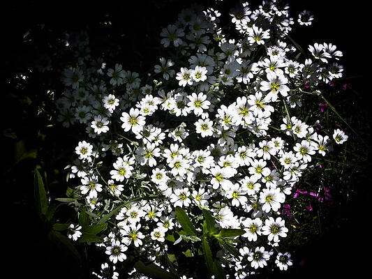 Summer Wall Art featuring the photograph Snow In Summer by Joann Copeland-Paul