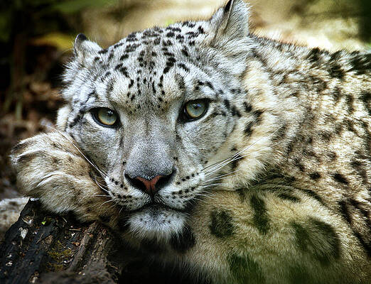 Resting Snow Leopard Photograph