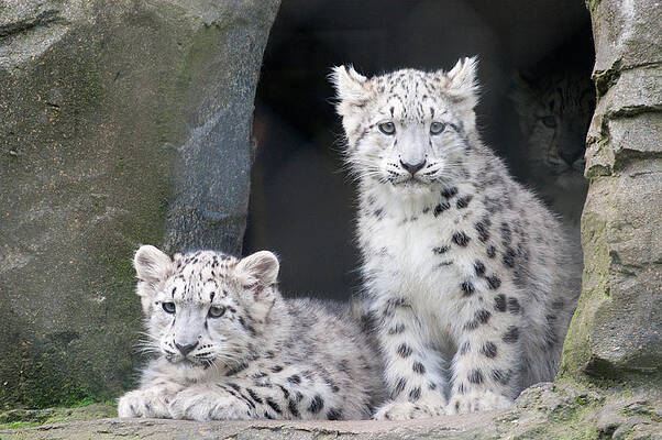 Snow Leopard Cubs in a Cave Photograph