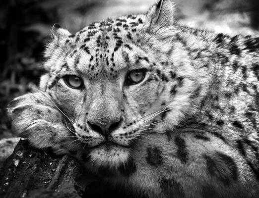 Resting Snow Leopard in Black and White Photograph