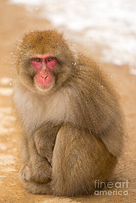 Winter Photograph - Snow Monkey On Path by Natural Focal Point Photography