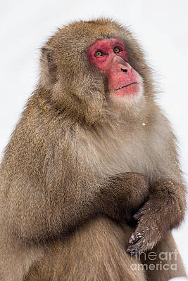 Winter Photograph - Snow Monkey Portrait by Natural Focal Point Photography