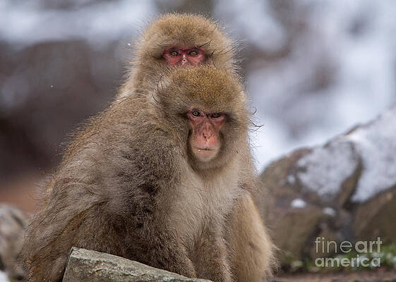 Winter Photograph - Snow Monkeys Peaking At The Photographers Of Jigokudani Monkey Park by Natural Focal Point Photography