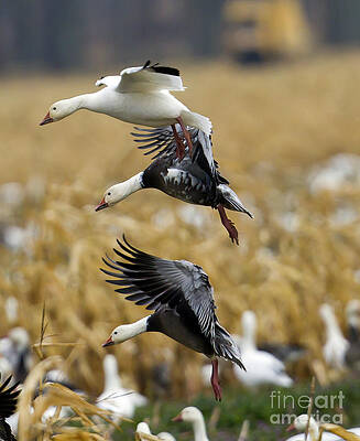 Photograph - Snows And Blues by Jim E Johnson