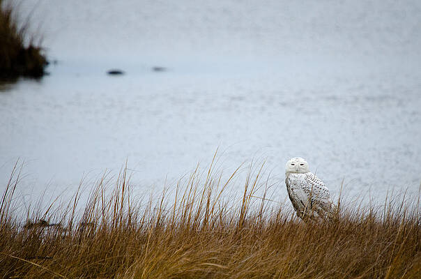 Wall Art featuring the photograph Snowy Owl by Crystal Wightman