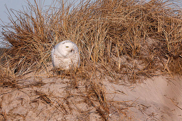 Wall Art featuring the photograph Snowy Owl In The Dunes Hampton Beach NH by Jeff Sinon