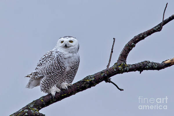 Winter Photograph - Snowy Owl In Wisconsin 2 by Natural Focal Point Photography