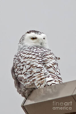 Winter Photograph - Snowy Owl In Wisconsin by Natural Focal Point Photography