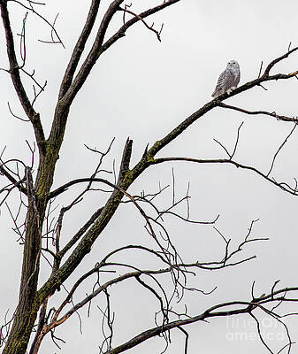 Winter Photograph - Snowy Owl Over Horicon Marsh by Natural Focal Point Photography
