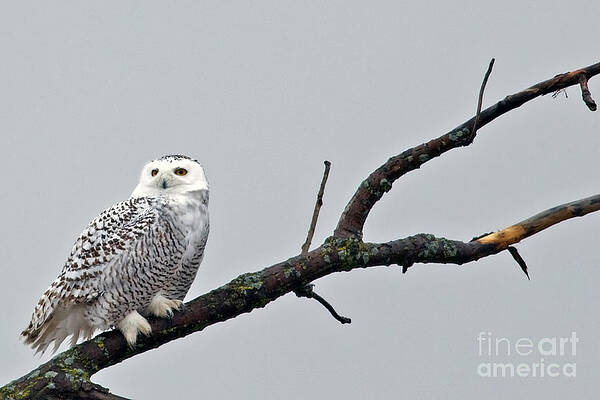 Winter Photograph - Snowy Owl Perch 2 by Natural Focal Point Photography