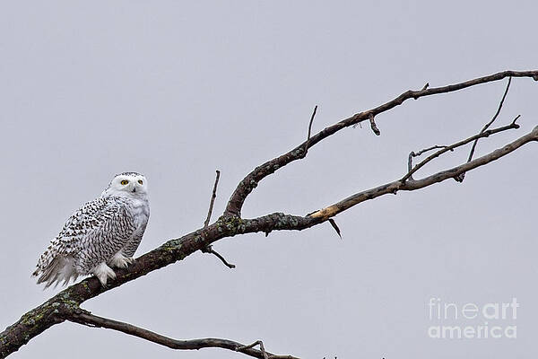 Winter Photograph - Snowy Owl Perch by Natural Focal Point Photography
