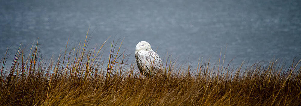 Wall Art featuring the photograph Snowy Owl Sitting by Crystal Wightman