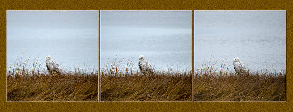 Wall Art featuring the photograph Snowy Owl Triptych by Crystal Wightman