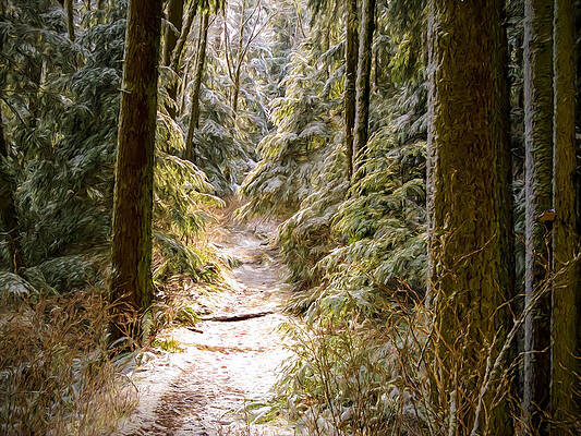 Washington Photograph - Snowy Trail by Mary Jo Allen
