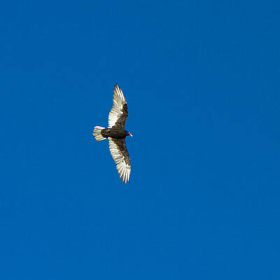 Wall Art featuring the photograph Soaring by Omaste Witkowski