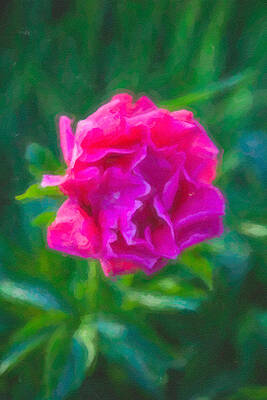 Summer Painting - Soft Pink Peony by Omaste Witkowski