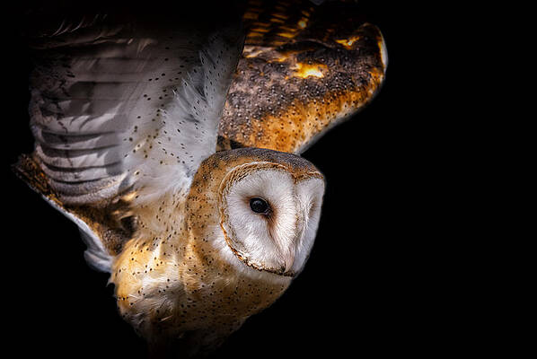 Wall Art featuring the photograph Soft Wind by Ghostwinds Photography