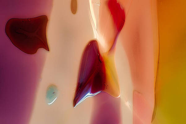 Wall Art featuring the photograph Softly Beautiful by Omaste Witkowski