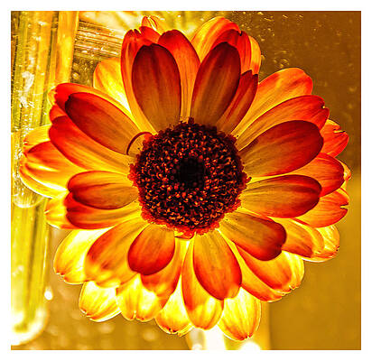 Philadelphia Wall Art featuring the photograph Solar Flower by Louis Dallara