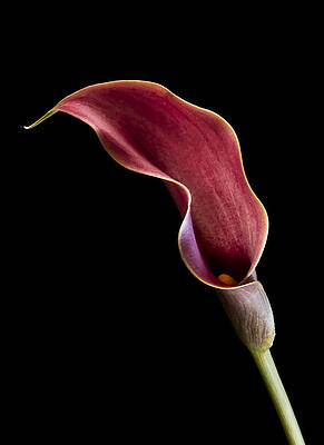 Beautiful Photograph - Solitary Calla by Jean Noren