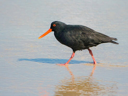 Beach Photograph - Sooty Oystercatcher by Nicholas Blackwell