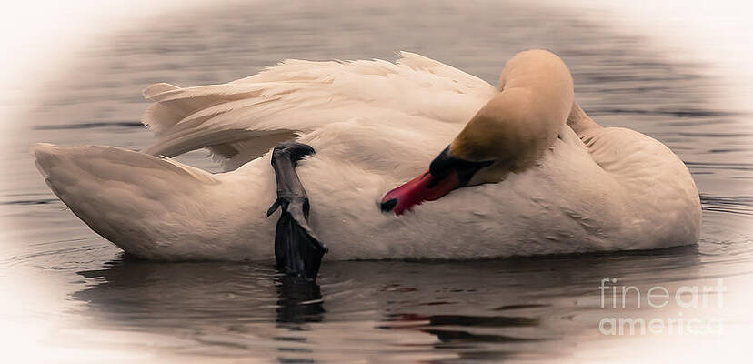 Wall Art featuring the photograph Soul Comfort by Mary Lou Chmura