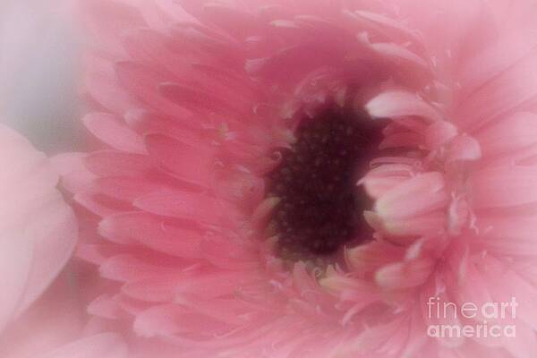 Wild Photograph - Soulful by Mary Lou Chmura